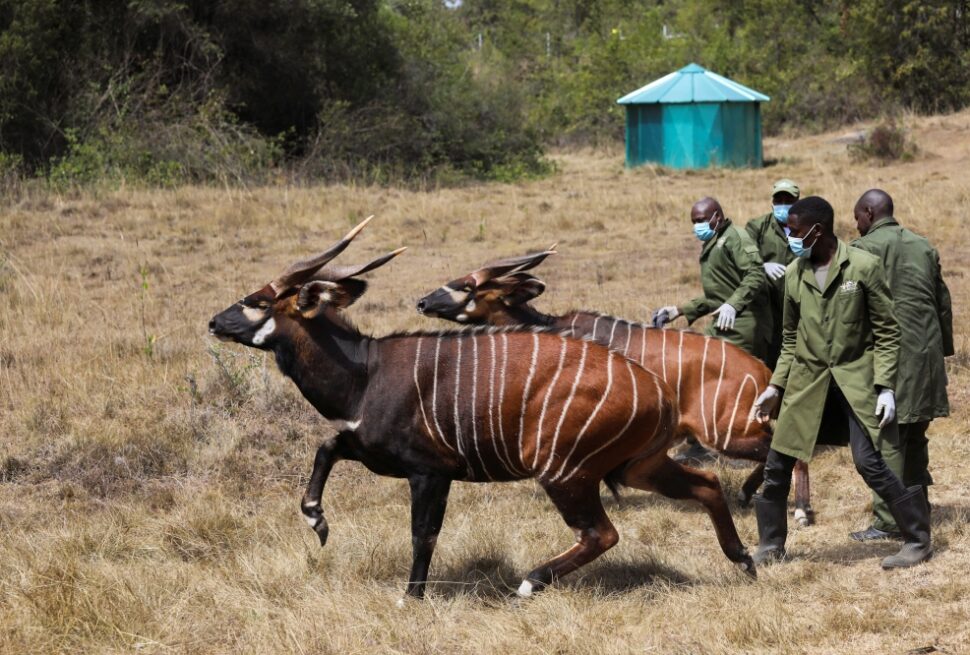 Découvrez le retour historique de 17 bongos de montagne au Kenya depuis les États-Unis. Une avancée majeure pour la conservation de cette espèce en danger critique d’extinction, avec l’objectif de restaurer leur population dans leur habitat naturel.