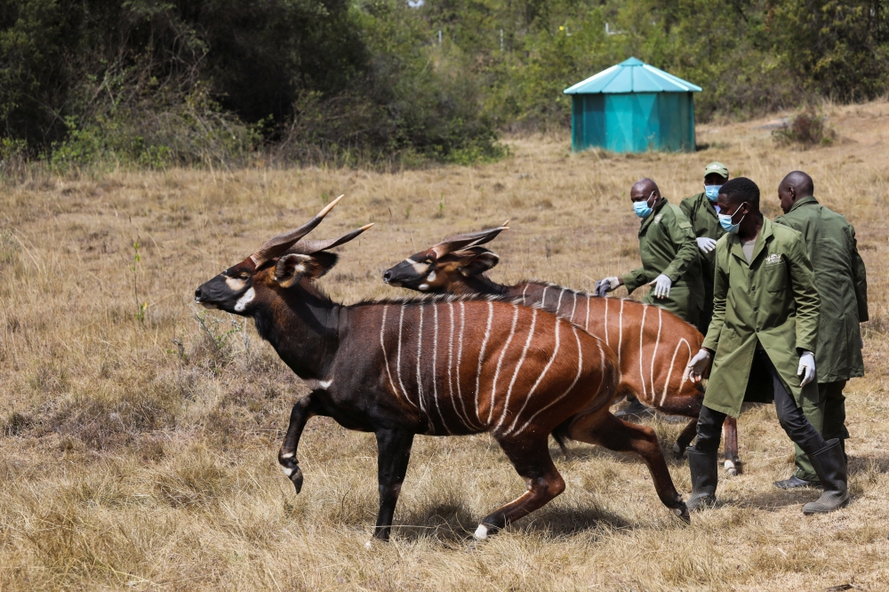 Découvrez le retour historique de 17 bongos de montagne au Kenya depuis les États-Unis. Une avancée majeure pour la conservation de cette espèce en danger critique d’extinction, avec l’objectif de restaurer leur population dans leur habitat naturel.