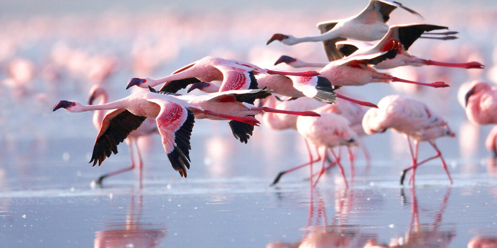 Safari au Lac Nakuru Flamants roses du Kenya Parc National du Lac Nakuru Observation des oiseaux au Kenya Safari en Afrique de l'Est Faune du Lac Nakuru Meilleure période pour visiter le Lac Nakuru Safari ornithologique au Kenya Demande de visa pour le Kenya Safari au Kenya