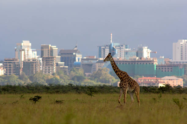 Voyage à Nairobi : La Porte d’Entrée vers des Safaris Exceptionnels