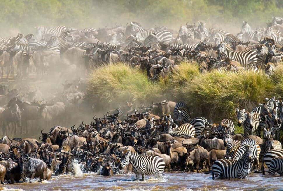 Safari au Maasai Mara : Vivez une Aventure Inoubliable