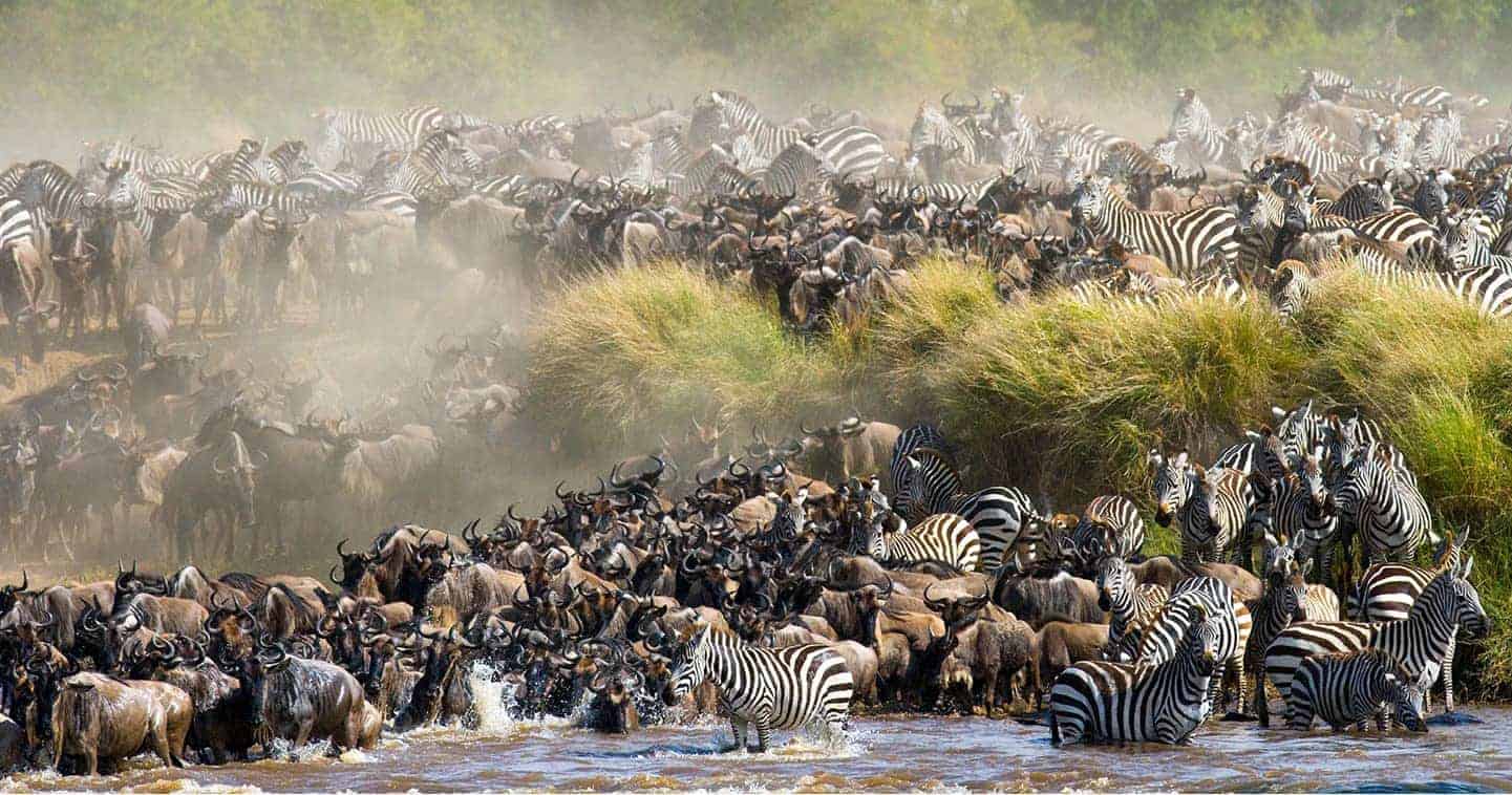 Safari au Maasai Mara : Vivez une Aventure Inoubliable