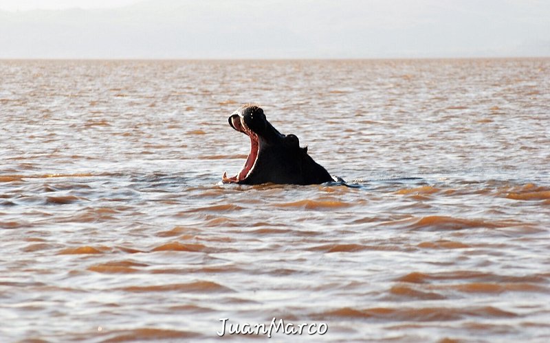 Meta Description: Découvrez la beauté sereine du lac Naivasha dans la vallée du Grand Rift kenyan. Profitez du bateau, des safaris et explorez les attractions environnantes pour une expérience inoubliable.