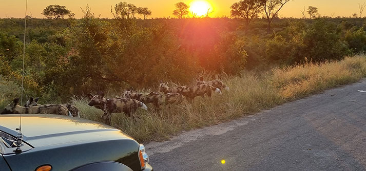 Safari en Afrique : À quoi s'attendre en 2025 ?