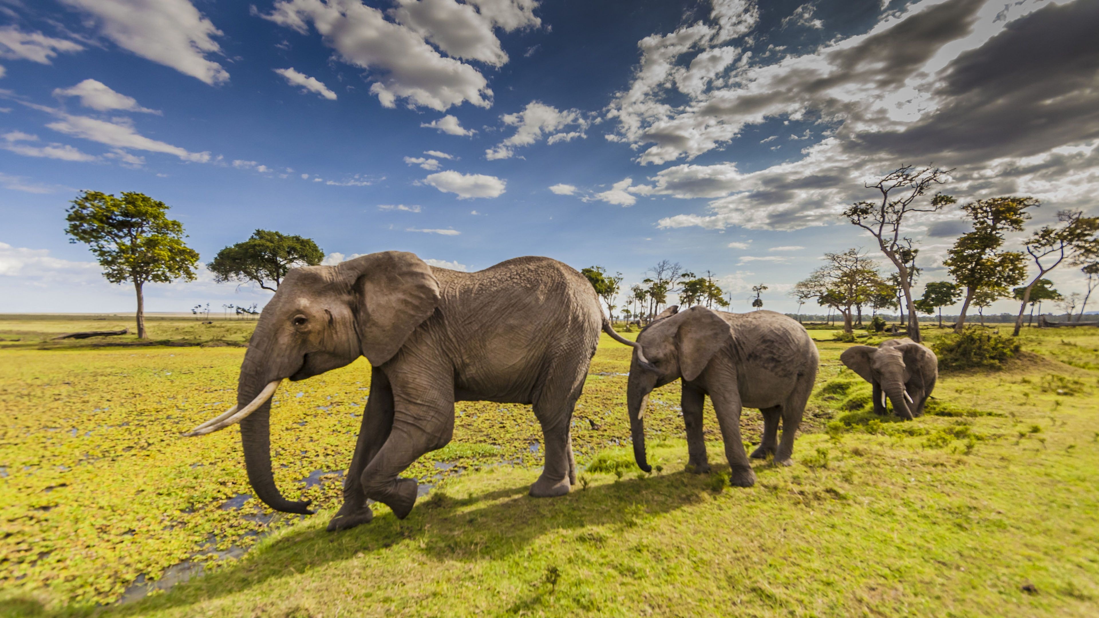 Combien coûte un safari au Maasai Mara ? Guide complet Un safari dans la réserve nationale du Maasai Mara est une expérience incontournable pour les amoureux de la nature et les aventuriers. Réputé pour sa faune abondante, ses paysages spectaculaires et la célèbre Grande Migration, le Maasai Mara offre des moments inoubliables. Cependant, il est essentiel de comprendre le coût d’un tel voyage pour bien planifier votre aventure. Dans ce guide, nous détaillons les facteurs qui influencent le prix d’un safari au Maasai Mara et proposons des estimations pour vous aider à choisir l’option idéale selon votre budget. --- Facteurs influençant le coût d’un safari au Maasai Mara 1. Type d’hébergement Le choix de l’hébergement a un impact majeur sur le coût total du safari. Le Maasai Mara propose une large gamme d’options : Camps économiques : 50 – 200 $ par nuit Lodges de milieu de gamme : 250 – 500 $ par nuit Lodges et camps de luxe : 600 – 2 500 $+ par nuit Les hébergements de luxe offrent des services haut de gamme tels que des safaris privés, une restauration gastronomique et des piscines à débordement avec vue sur la savane. --- 2. Frais d’entrée au parc Les visiteurs doivent payer des frais pour accéder à la réserve nationale du Maasai Mara : 1er janvier - 30 juin : 100 $ par adulte et par jour 1er juillet - 31 décembre : 200 $ par adulte et par jour Enfants (3-11 ans) : 50 – 100 $ par jour Ces frais contribuent à la conservation et à la gestion de la réserve. --- 3. Durée du safari La durée du séjour influence directement le coût total. Voici des estimations pour différentes durées de safari : Safari économique de 3 jours : 395 – 605 $ par personne Safari classique de 3 jours : 402 – 627 $ par personne Safari en avion de 3 jours : 1 221 – 1 760 $ par personne Un safari plus long est plus coûteux, mais permet une exploration plus approfondie et de meilleures observations de la faune. --- 4. Coûts de transport Il existe deux moyens principaux pour rejoindre le Maasai Mara : Par la route : Un trajet de 5 à 6 heures depuis Nairobi coûte environ 50 – 100 $ par personne en transport partagé. Une location de véhicule 4x4 privé peut coûter entre 200 – 500 $ par jour, selon le type de véhicule. Par avion : Un vol aller simple de Nairobi au Maasai Mara coûte 200 – 400 $ par personne. Bien que plus rapide (environ 45 minutes), il est aussi plus cher que le transport par route. --- 5. Activités supplémentaires Bien que les safaris en véhicule soient inclus dans la plupart des forfaits, certaines activités ajoutent un coût supplémentaire. Safari en montgolfière : 450 – 600 $ par personne Visite d’un village Maasai : 30 – 50 $ par personne Safari à pied : 50 – 100 $ par personne Safari de nuit : 100 – 150 $ par personne Ces expériences enrichissent votre séjour et offrent une perspective unique sur le Maasai Mara. --- Destinations et activités recommandées Tour Afrique Orientale propose des safaris incluant des activités passionnantes et des destinations exceptionnelles : Destinations : Réserve nationale du Maasai Mara – Découvrez la Grande Migration et les Big Five. Parc national d’Amboseli – Célèbre pour ses grands troupeaux d’éléphants et ses vues sur le Kilimandjaro. Parc national du lac Nakuru – Connu pour ses flamants roses et ses rhinocéros. Réserve nationale de Samburu – Faune unique et riche culture locale. Parc national du Serengeti – Idéal pour une extension de votre safari en Afrique de l’Est. Activités : Safari en montgolfière – Vue panoramique sur la savane du Maasai Mara. Safari en pleine nature – Exploration immersive de la faune africaine. Excursions culturelles – Découverte des traditions Maasai. Excursions en bateau et snorkeling – Idéales pour prolonger votre voyage sur la côte kenyane, à Diani ou Watamu. --- Conseils pour organiser un safari abordable au Maasai Mara ✅ Réserver à l’avance Les prix des safaris augmentent en haute saison (juillet - octobre). Une réservation anticipée permet d’obtenir de meilleurs tarifs. ✅ Opter pour un safari en groupe Rejoindre un safari en groupe réduit les coûts en partageant les frais de transport et de guide. ✅ Voyager en basse saison D’avril à juin, les prix sont plus bas et il y a moins de touristes, tout en offrant d’excellentes observations de la faune. ✅ Comparer les offres Les forfaits varient selon les prestataires. Vérifiez toujours ce qui est inclus dans le prix (repas, frais de parc, safaris guidés). --- Estimations des coûts d’un safari au Maasai Mara Les prix varient en fonction de l’hébergement, des activités et de la saison. --- Exigences de voyage pour le Kenya Avant de réserver votre safari au Maasai Mara, assurez-vous de respecter ces exigences : Visa : La plupart des visiteurs ont besoin d’un eVisa pour le Kenya, disponible sur eVisa Kenya. Vaccination contre la fièvre jaune : Recommandée si vous venez d’un pays où cette maladie est présente. Règles COVID-19 : Consultez les dernières réglementations sanitaires sur Travel Health Pro. --- Méta description "Découvrez combien coûte un safari au Maasai Mara, avec un guide détaillé sur les prix de l’hébergement, les frais de parc et les activités. Préparez votre safari de rêve avec nos conseils." --- Prêt à réserver votre safari ? Planifiez votre aventure au Maasai Mara avec Tour Afrique Orientale et vivez une expérience safari inoubliable !