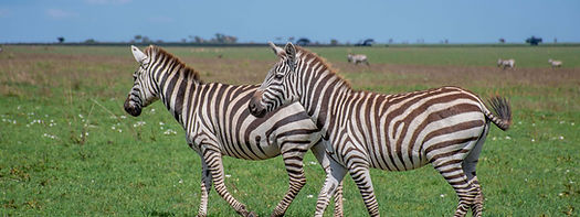 Pourquoi Choisir un Safari de Luxe en Afrique ?