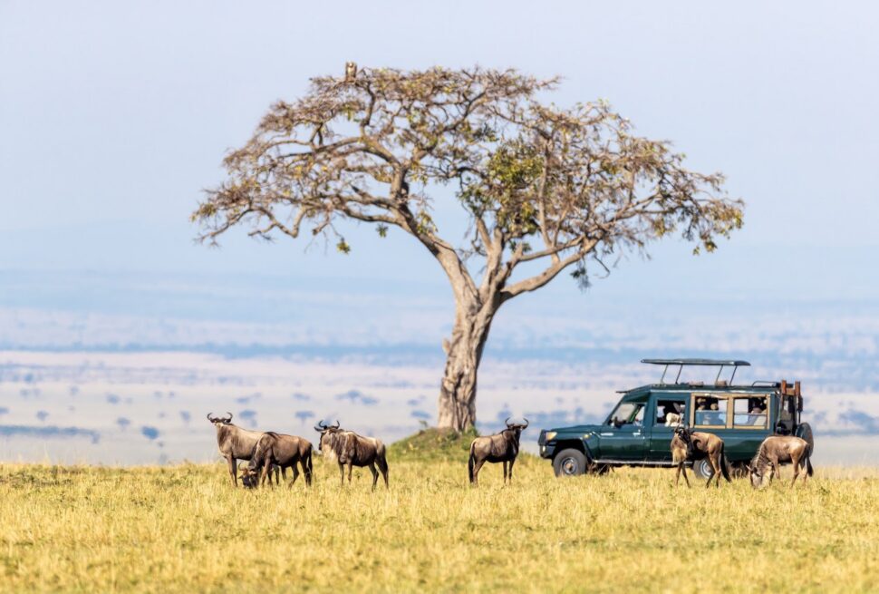 Découvrez la magie du Maasai Mara à travers les saisons