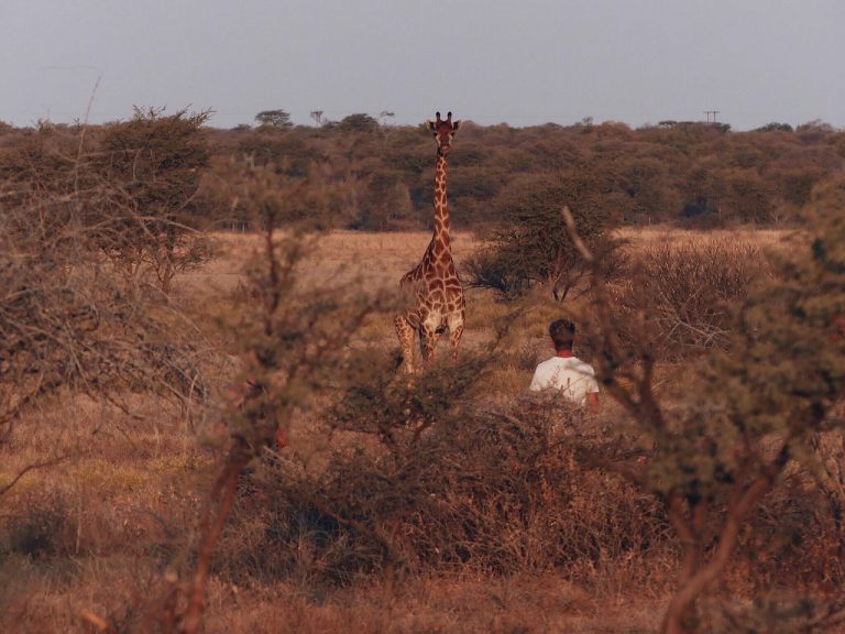 Partez pour une aventure inoubliable à travers les paysages spectaculaires et la faune exceptionnelle de l'Afrique.