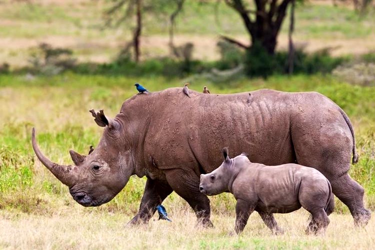 Quel est le meilleur mois pour partir en safari en Afrique ?