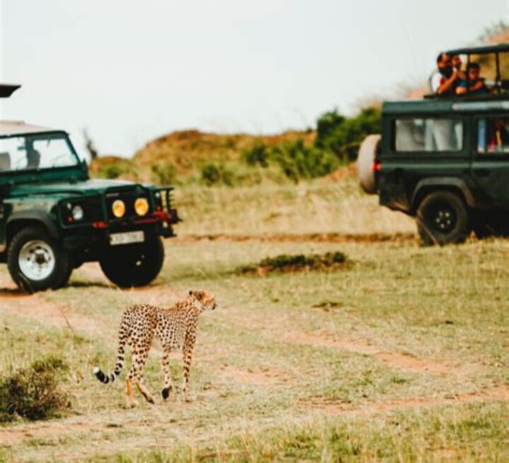 Meta Description "Vous partez en safari africain pour la première fois ? Découvrez sept erreurs courantes à éviter pour une aventure animalière sûre, agréable et enrichissante."