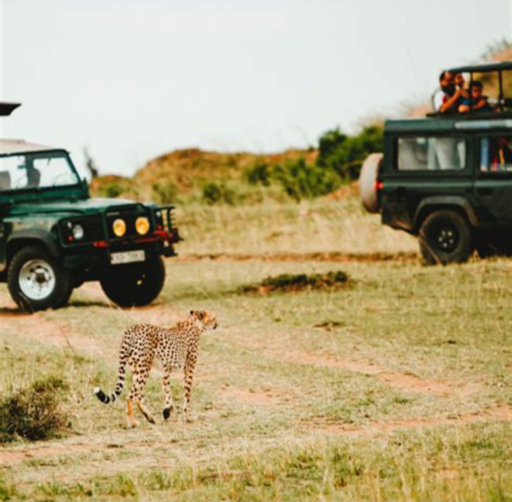 Meta Description "Vous partez en safari africain pour la première fois ? Découvrez sept erreurs courantes à éviter pour une aventure animalière sûre, agréable et enrichissante."