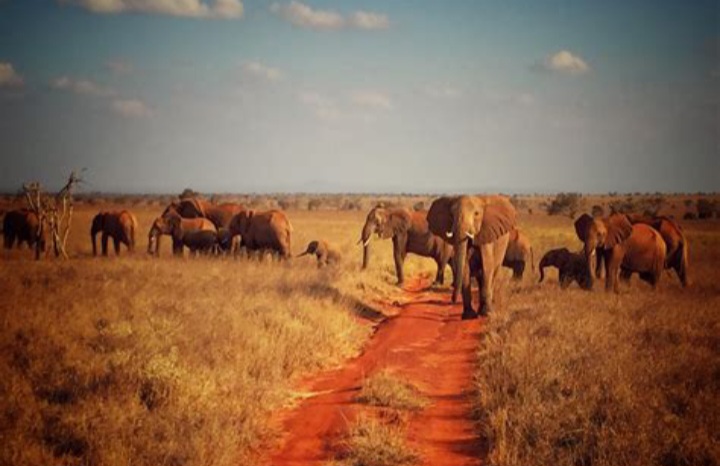 Partez pour un safari de 5 jours au Kenya, explorant le Lac Nakuru, Maasai Mara, Hell’s Gate et le Lac Naivasha. Découvrez la faune sauvage, faites un safari en bateau et vivez une aventure inoubliable au cœur de l’Afrique.