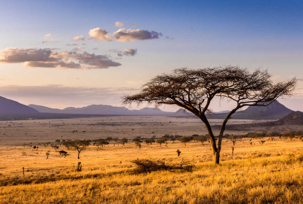 Description méta : Découvrez les parcs nationaux incontournables du Kenya, des vastes plaines du Masai Mara aux sommets enneigés du mont Kenya, et planifiez votre aventure africaine idéale.