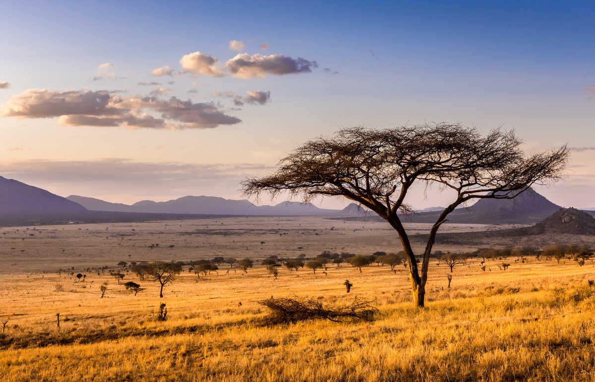 Description méta : Découvrez les parcs nationaux incontournables du Kenya, des vastes plaines du Masai Mara aux sommets enneigés du mont Kenya, et planifiez votre aventure africaine idéale.