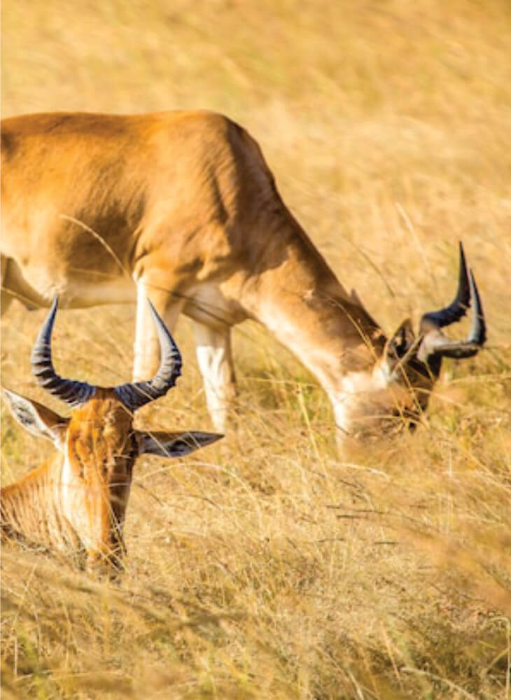 Combien Coûte un Voyage de Nairobi au Maasai Mara ?